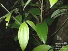 Cinnamomum austrosinense