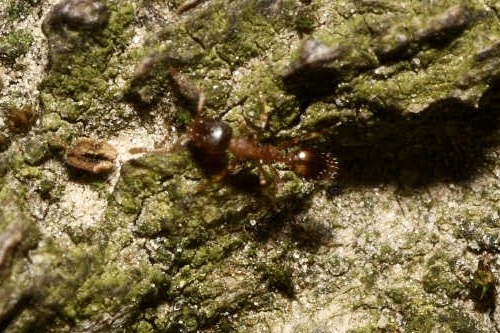 Temnothorax sordidulus