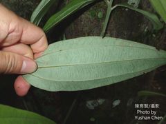 Cinnamomum austrosinense