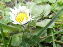 Bellis perennis