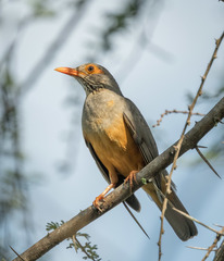 Turdus tephronotus
