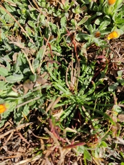 Calendula arvensis