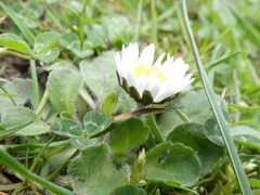 Bellis perennis