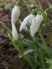 Galanthus nivalis