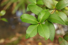 Alyxia magnifolia