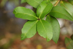Alyxia magnifolia