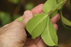 Alyxia magnifolia