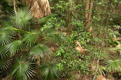 Alyxia magnifolia