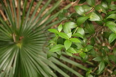 Alyxia magnifolia
