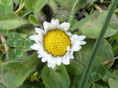Bellis perennis