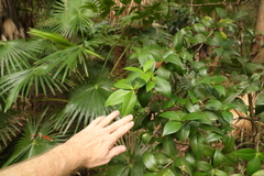 Alyxia magnifolia