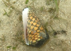 Conus marmoreus