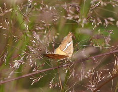 Chrysolarentia leucozona