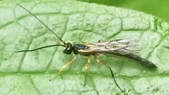 Rhyssella approximator