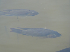 Sarotherodon melanotheron