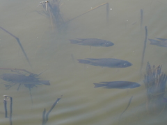 Sarotherodon melanotheron