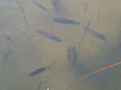 Sarotherodon melanotheron