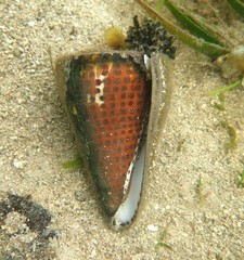 Conus litteratus