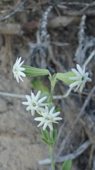 Silene crassifolia