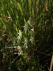 Habenaria barbertoni