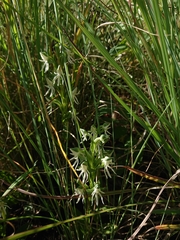 Habenaria barbertoni