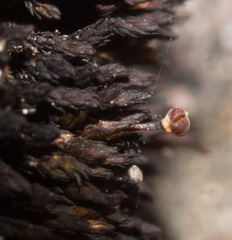 Andreaea amblyophylla