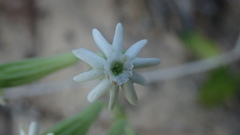 Silene crassifolia