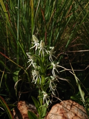 Habenaria barbertoni