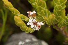 Leucopogon gnaphalioides