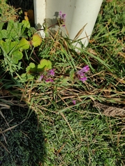 Lamium amplexicaule