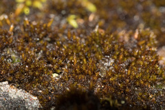 Andreaea amblyophylla