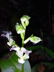 Huttonaea pulchra