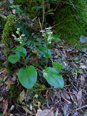 Huttonaea pulchra