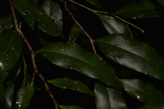 Diospyros pentamera