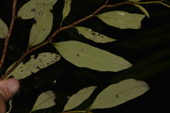 Diospyros pentamera