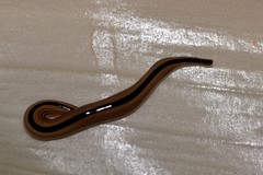 Australopacifica regina