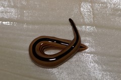 Australopacifica regina