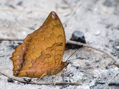 Charaxes marmax