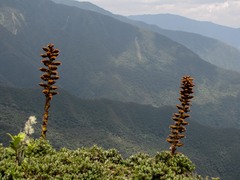 Puya nitida