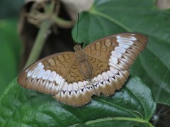 Tanaecia trigerta
