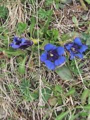 Gentiana acaulis