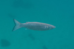 Gracilimugil argenteus