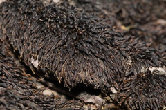 Andreaea mutabilis