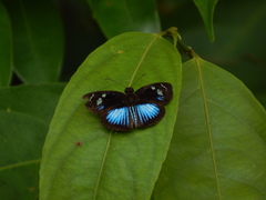 Pythonides jovianus crameri