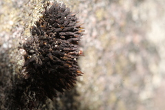 Andreaea amblyophylla