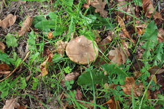 Xerocomellus cisalpinus