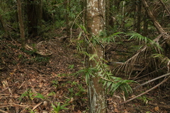 Freycinetia scandens