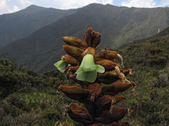 Puya nitida