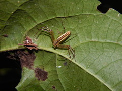 Tapinillus