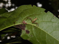 Tapinillus